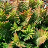 Haworthia viscosa (available 8.5cm and 10.5cm Ø)